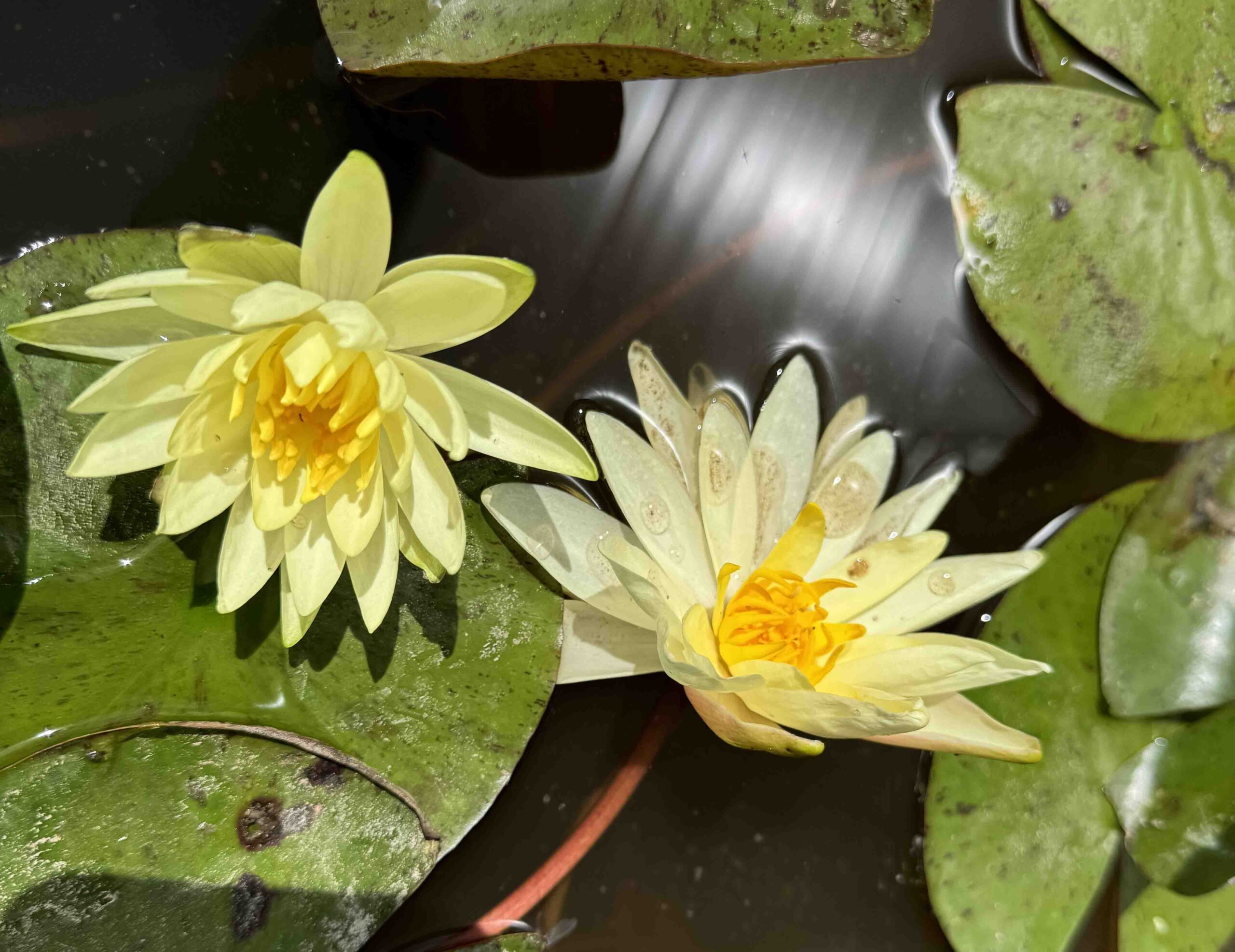 Nymphaea Charlene Strawn