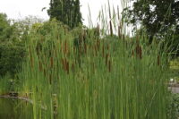 Ahtalehine hundinui (Typha angustifolia L. )