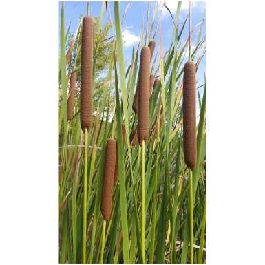 Ahtalehine hundinui (Typha angustifolia L. )