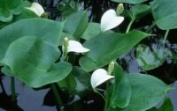 Soovõhk (Calla palustris)