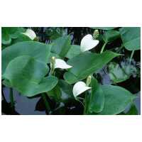 Soovõhk (Calla palustris)