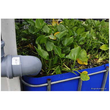 Soovõhk (Calla palustris)