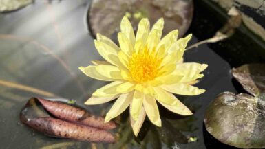 Nymphaea Pinwaree