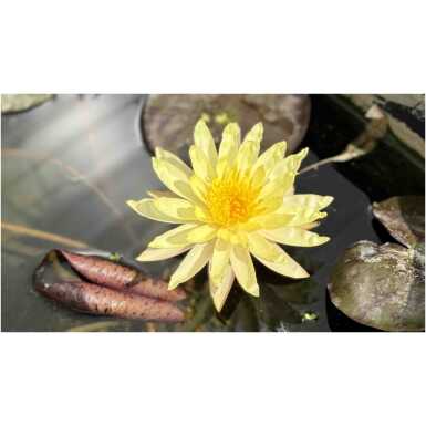 Nymphaea Pinwaree