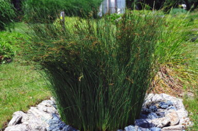 Blue rush Juncus inflexus