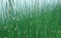 Kare kaisel "Zerbinus" (e kare kõrkjas, lad Scirpus tabernaemontanii)