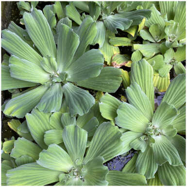 Pistia stratiotes
