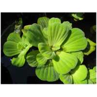 Pistia stratiotes