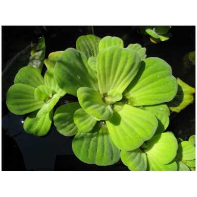 Pistia stratiotes