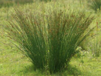 Sinihall luga (Juncus inflexus)