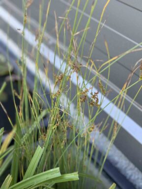 Blue rush Juncus inflexus