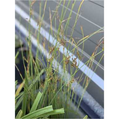 Sinihall luga (Juncus inflexus)