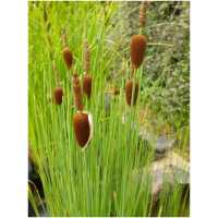 väike hundinui (Typha minima)