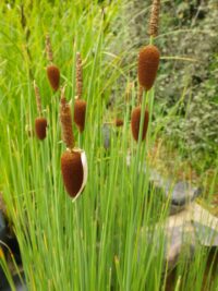 väike hundinui (Typha minima)