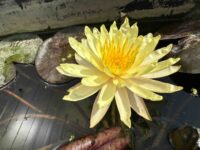 Nymphaea Pinwaree