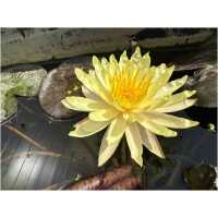 Nymphaea Pinwaree