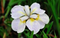 iiris Ama No Hane