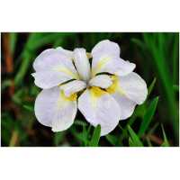 iiris Ama No Hane