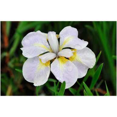iiris Ama No Hane