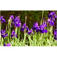 iiris Mongrel