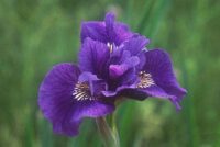 iiris Ruffled Velvet