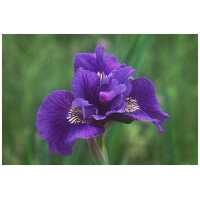 iiris Ruffled Velvet