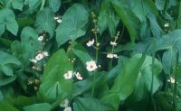 Lai kõõlusleht (Sagittaria latifolia)