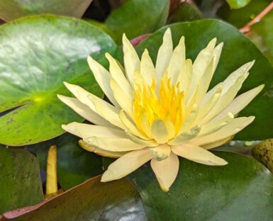Nymphaea Pinwaree