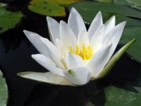 vesiroos Hermine