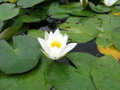 Nymphaea Hermine