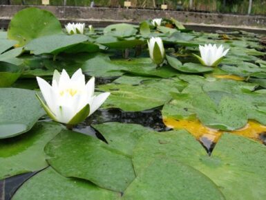 Nymphaea Hermine