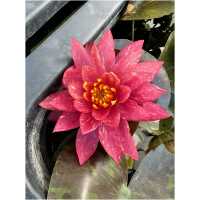 Nymphaea Wanvisa