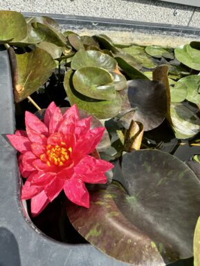 Nymphaea Wanvisa