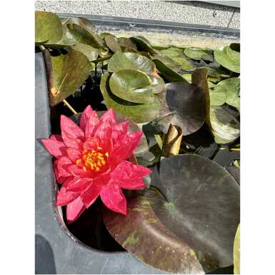 Nymphaea Wanvisa