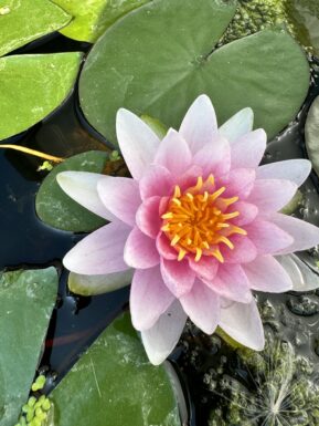 Nymphaea Hollandia