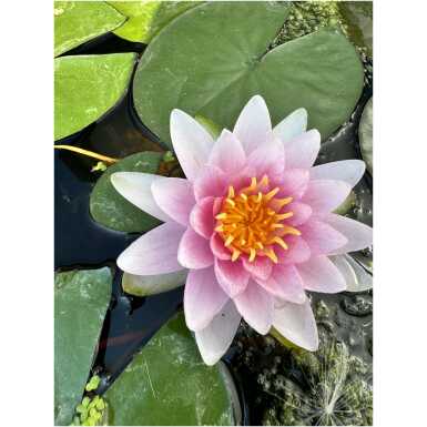 Nymphaea Hollandia