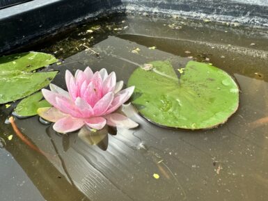 Nymphaea Hollandia
