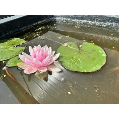 Nymphaea Hollandia