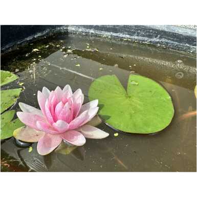 Nymphaea Hollandia
