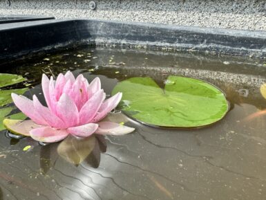 Nymphaea Hollandia