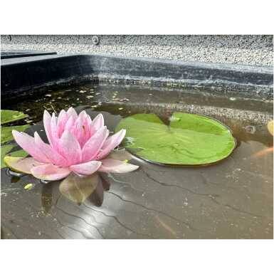 Nymphaea Hollandia