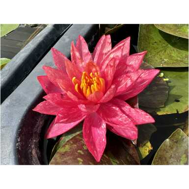 Nymphaea Wanvisa