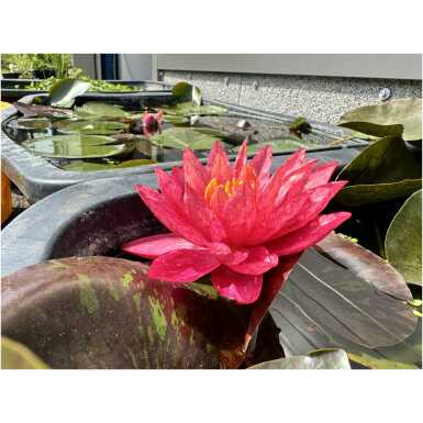 Nymphaea Wanvisa