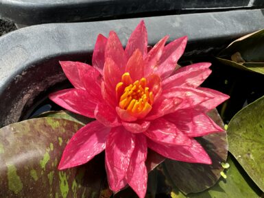 Nymphaea Wanvisa