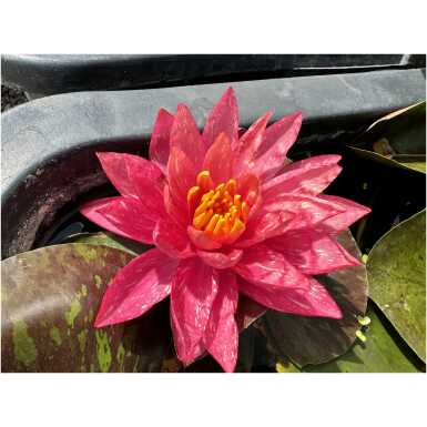 Nymphaea Wanvisa