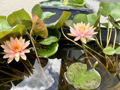 Nymphaea Colorado
