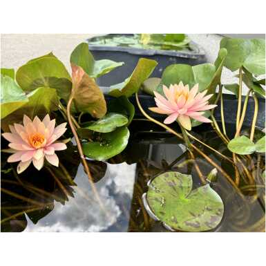 Nymphaea Colorado