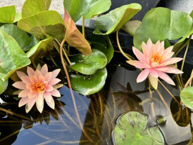 Nymphaea Colorado