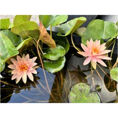 Nymphaea Colorado