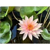 Nymphaea Colorado